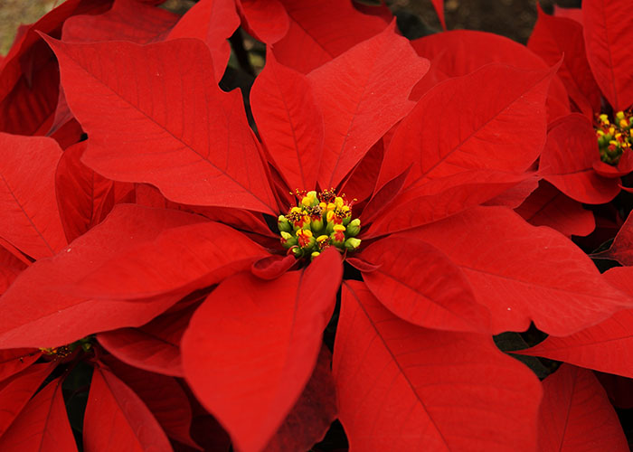 Flor de Nochebuena | Vivero Floresa | Plantas Ornamentales de Invernadero
