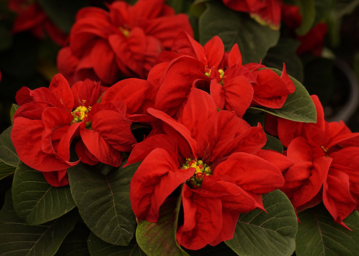 Flor de Nochebuena | Vivero Floresa | Plantas Ornamentales de Invernadero