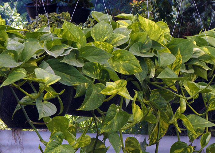 Pothos | Epipremnum Pinnatum | Plantas Ornamentales