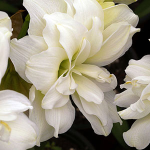Amaryllis | Vivero Floresa | Plantas Ornamentales de Invernadero