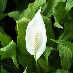 Spathiphyllum Wallisii | Vivero Floresa | Plantas Ornamentales de Invernadero